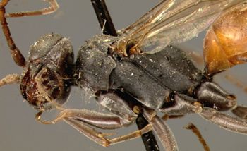 Media type: image;   Entomology 25892 Aspect: head frontal view 3